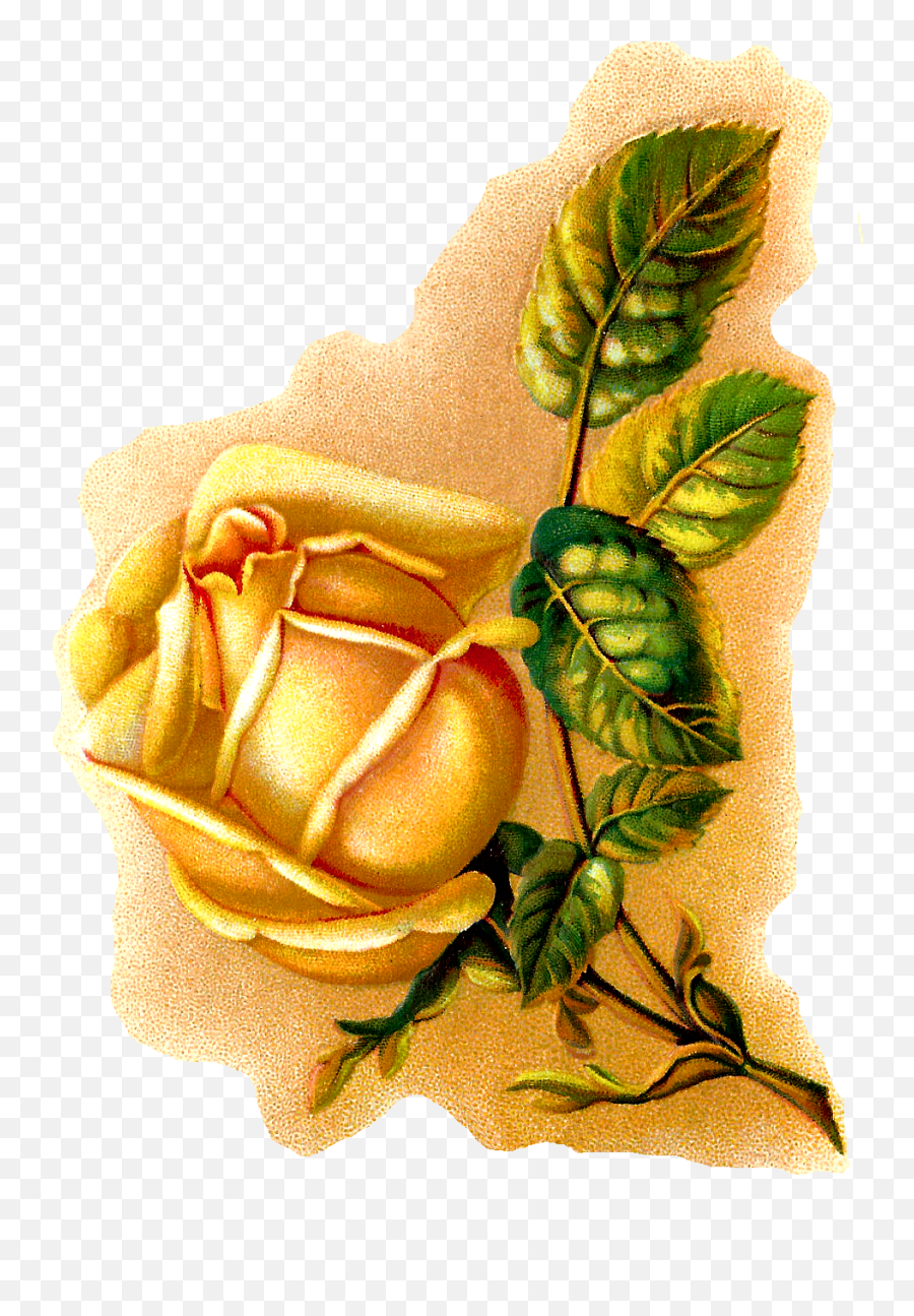 Antique Images Vintage Yellow Rose Botanical Art Digital - Floribunda Png,Yellow Rose Transparent