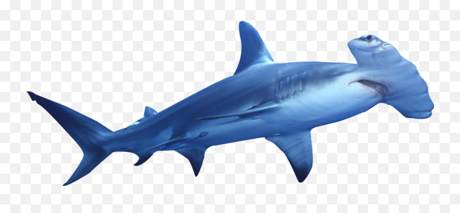 Clipart Hammer Shark Transparent - Hammerhead Shark Transparent Background Png,Shark Transparent Background