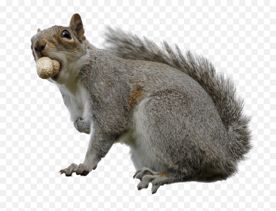 Squirrel Download Transparent Png Image - Fox Squirrel,Squirrel Transparent