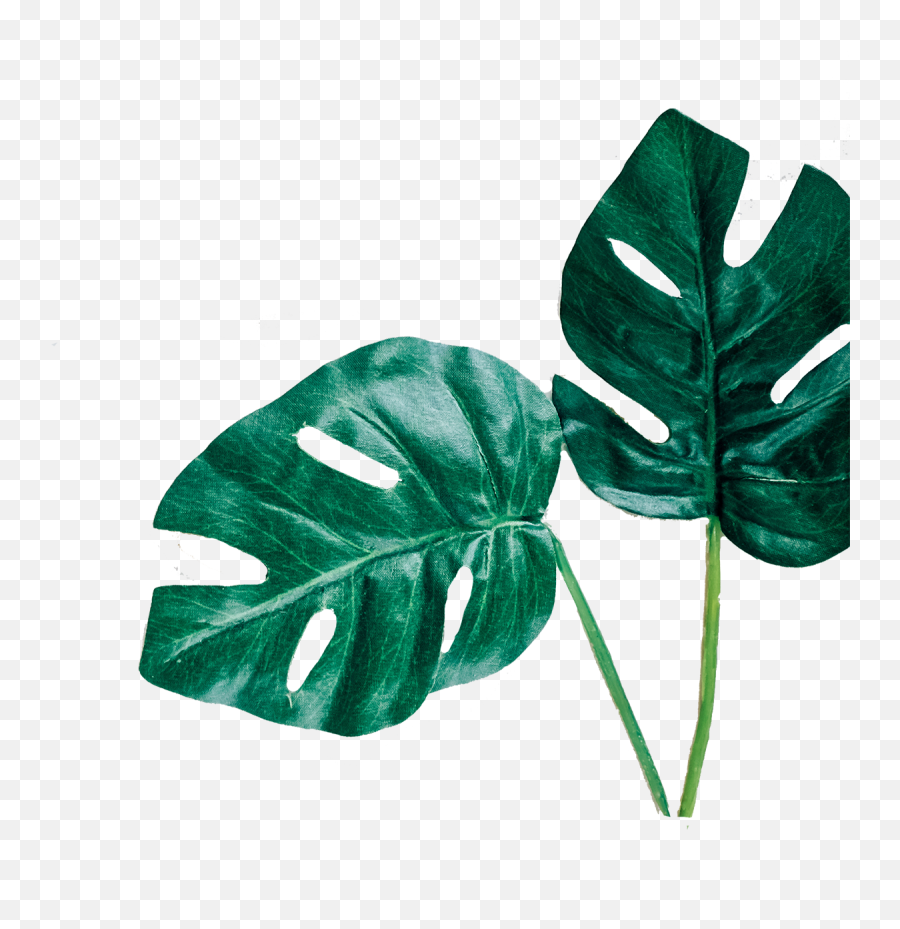 Download Free Png Leafs - Leafs Minimal,Leafs Png
