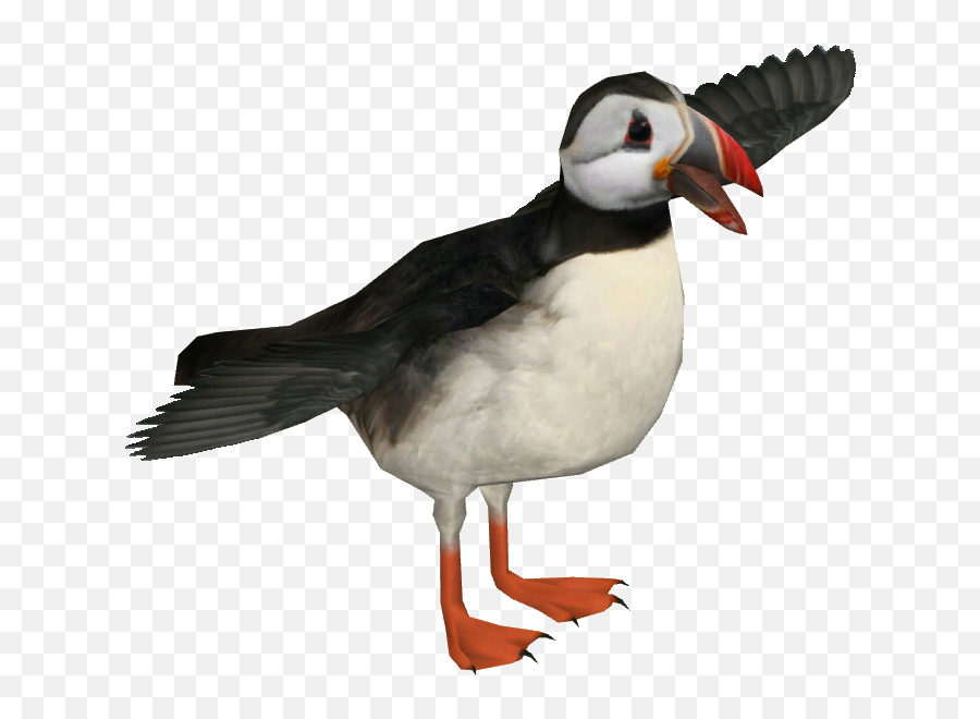 Atlantic Puffin - Atlantic Puffin Png,Puffin Png