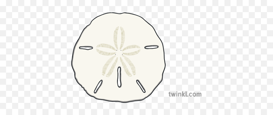 Sand Dollar Sea Urchin Beach Combing - Sand Dollar Png,Sand Dollar Png