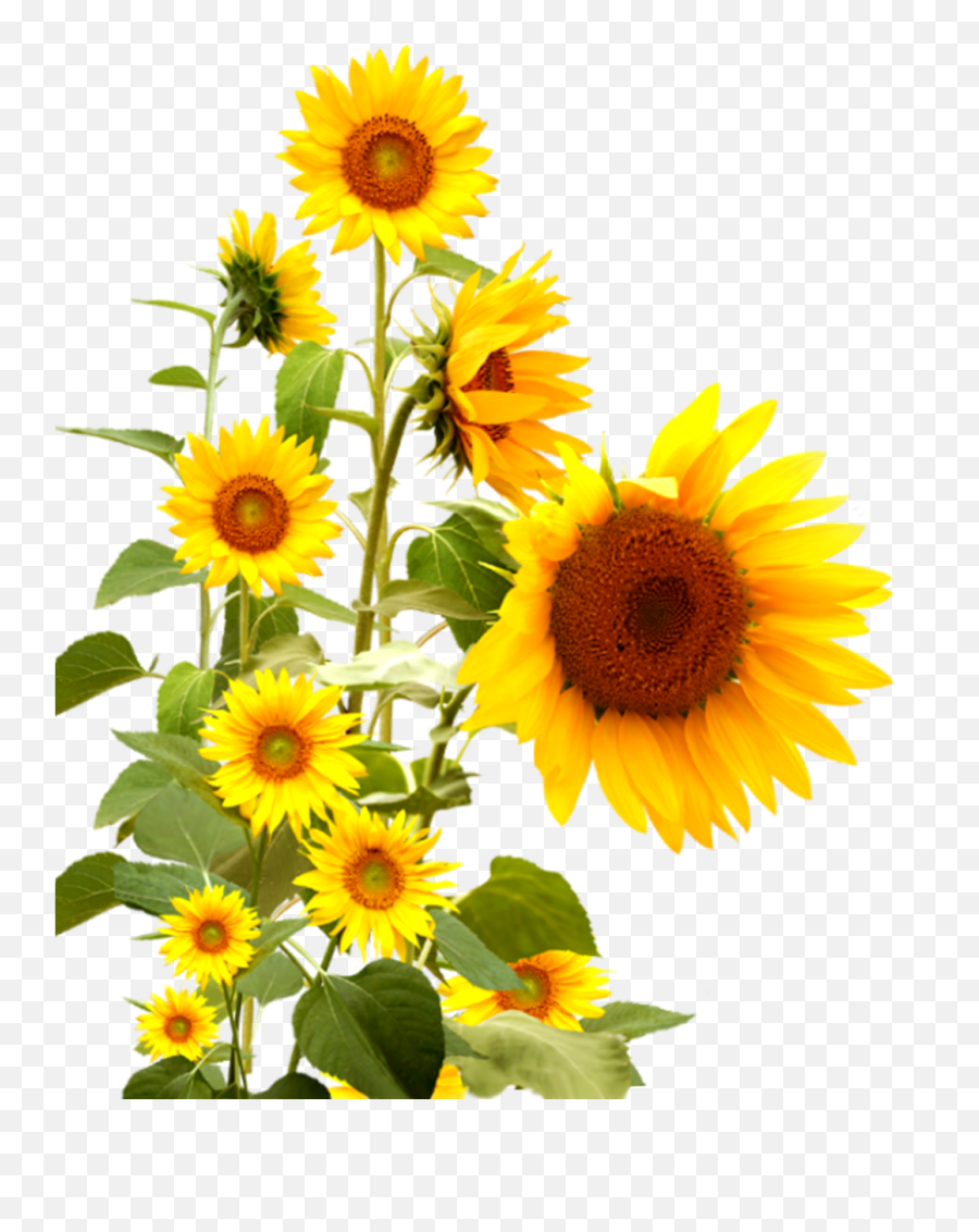 Real Sunflower Png Images Transparent - Transparent Background Sunflower Png,Sunflower Png