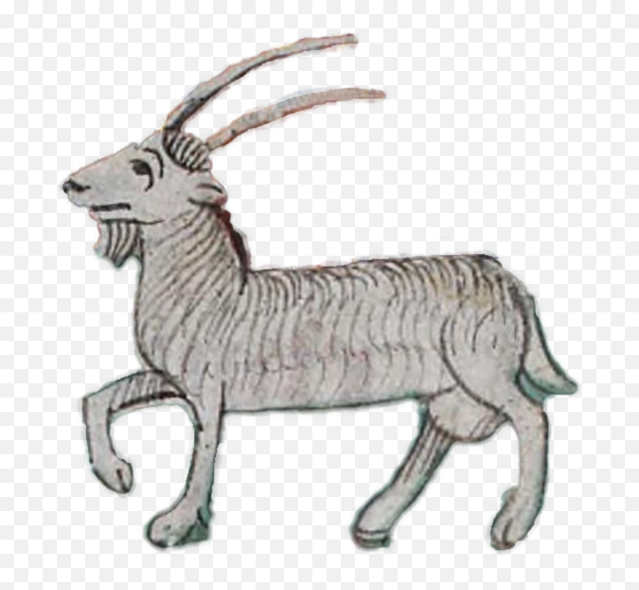 Sheepantelopecattle Like Mammal Png Clipart - Royalty Free Goat,Antelope Png