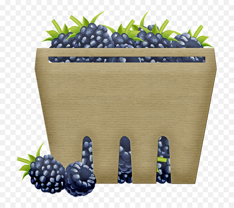 Basket Of Fruit Blackberries Berry - Blueberry Png,Blackberries Png