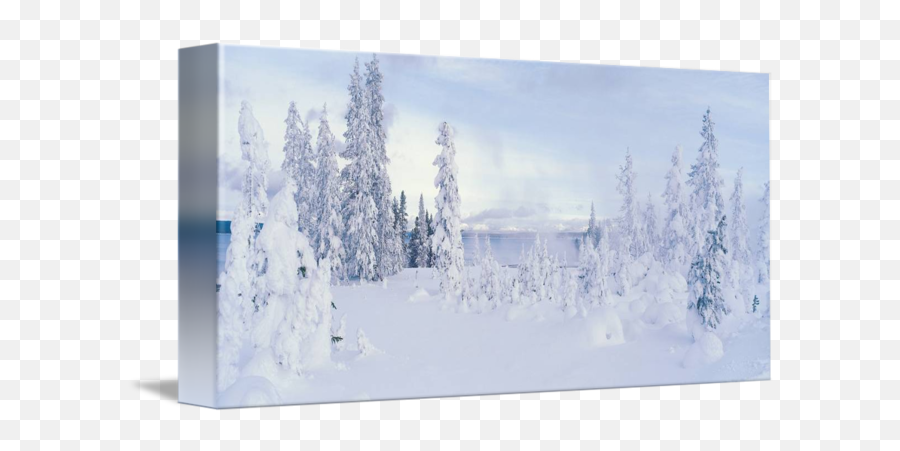 Snowy Winter Wonderland By - Picture Frame Png,Winter Wonderland Png