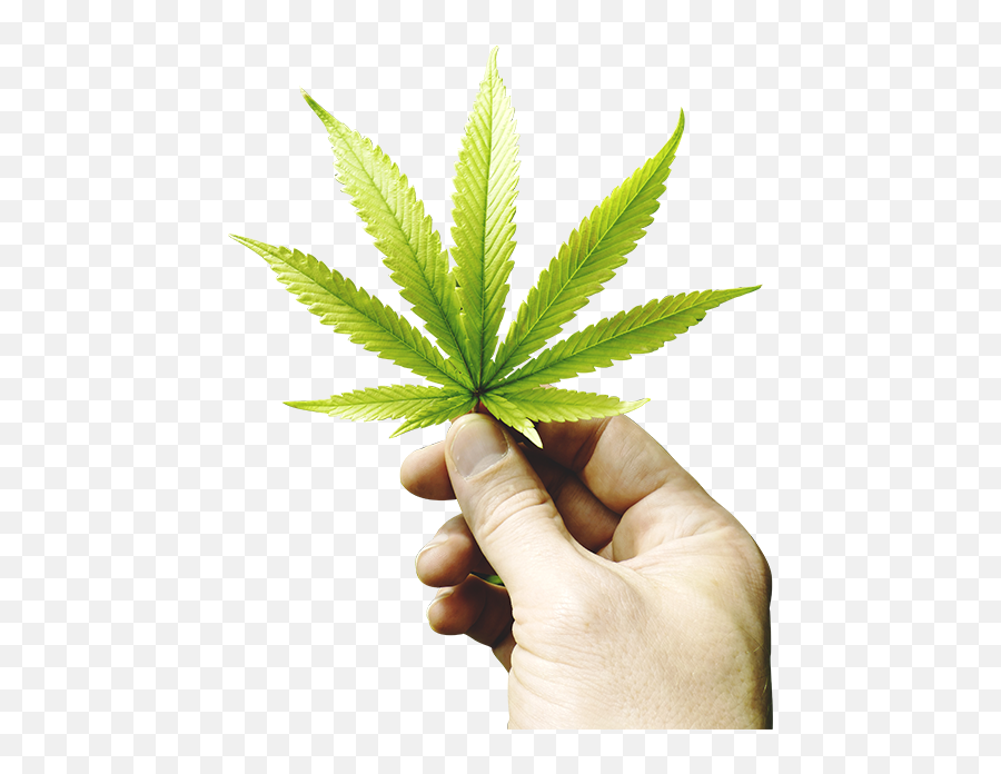 Real Weed Leaf Png Images Collection For Free Download