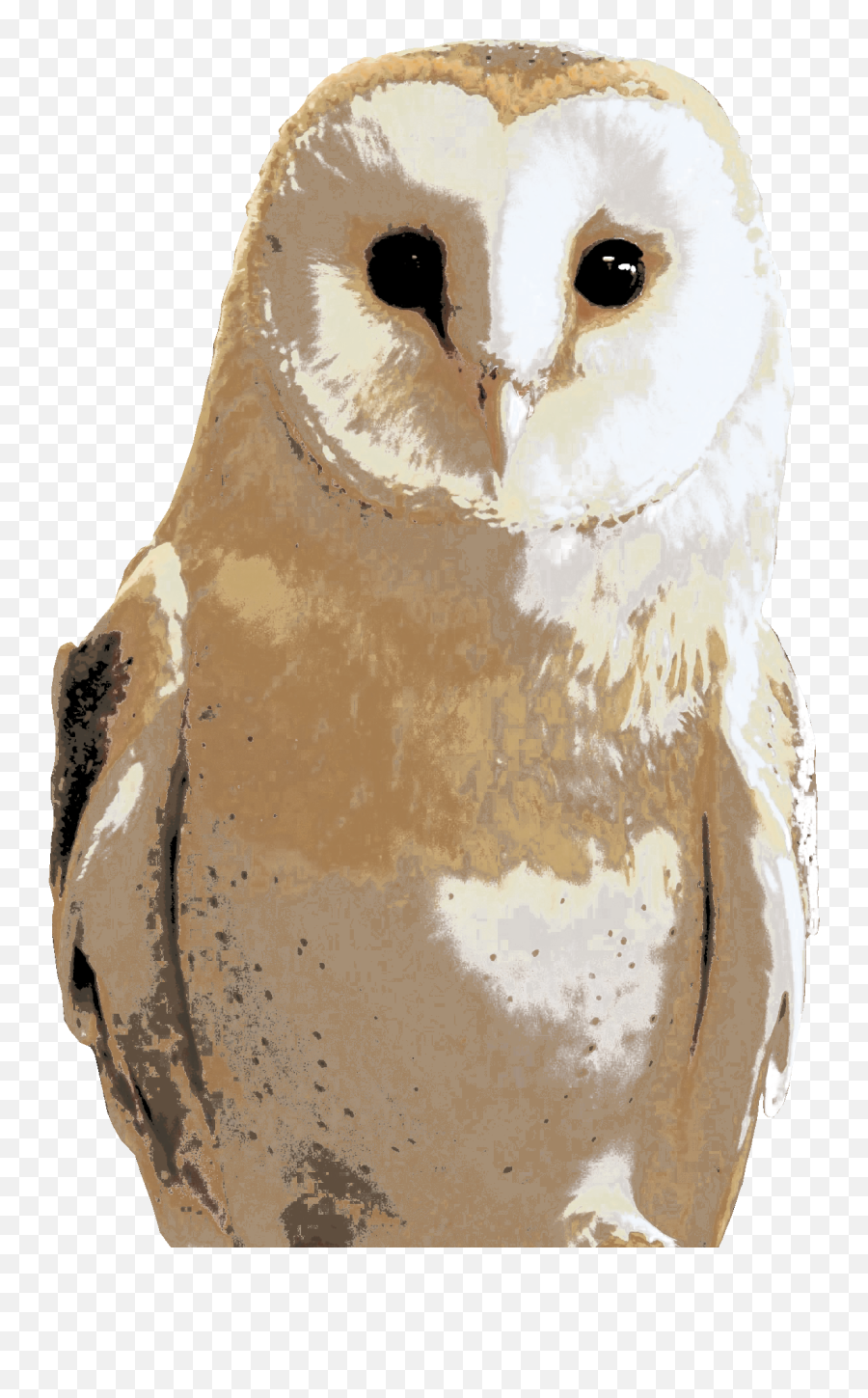 Art Png Barn Owl Icon