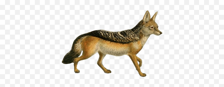 Filedogs Jackals Wolves And Foxes Plate Xiipng - Black Backed Jackal Png,Dogs Png