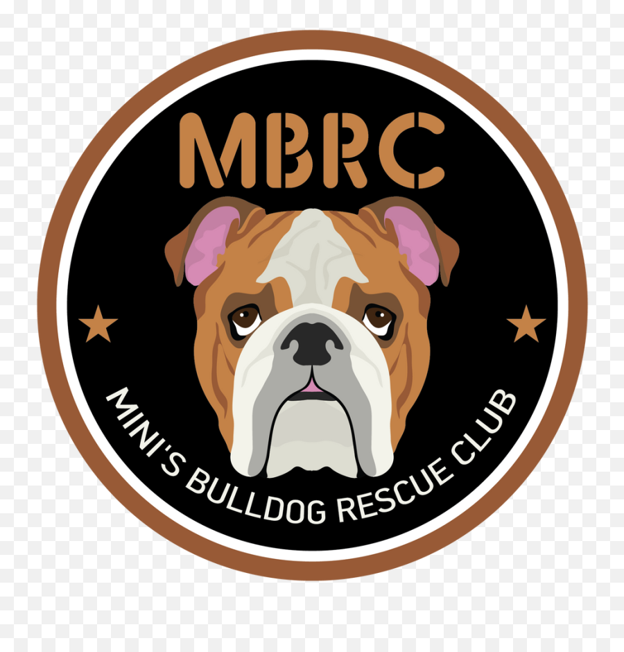 Contact - Minis Bulldog Rescue Png,British Icon Bulldogs