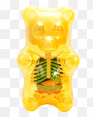 Clear Gummi Bear Funny Anatomy - Gummi Bear Skeleton Transparent Png,Gummy Bear Png