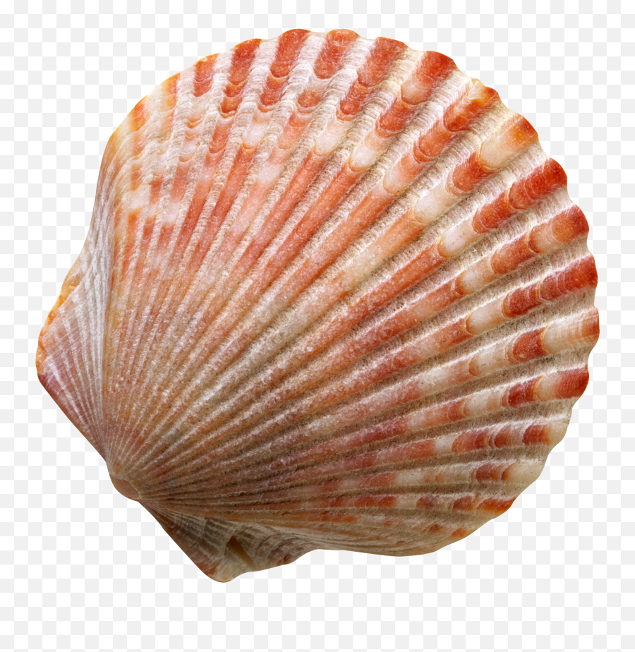Seashell Png Images Free Download - Sea Shell Transparent Background,Sea Shell Png