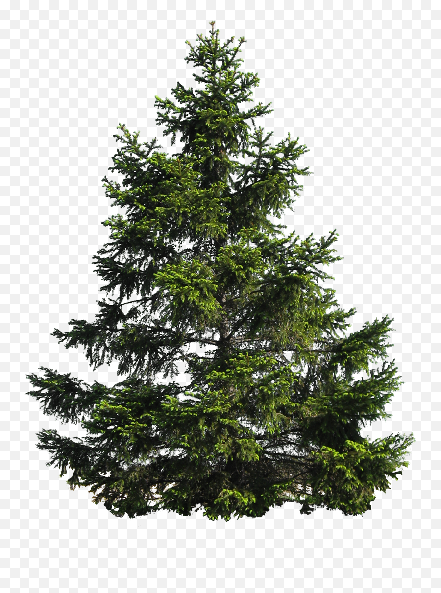 Tree Png Image Free Download Picture - Transparent Pine Tree Png,Red Tree Png
