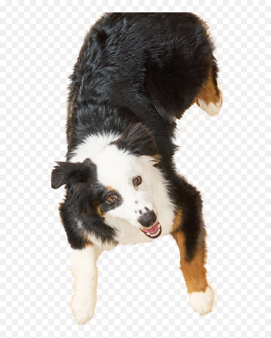 Hy - Vee Seasons Must Have Dog Training Products For Your Dog Northern Breed Group Png,Icon Border Collies