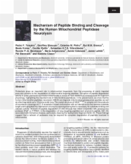 Peptide Binding And Cleavage - Screenshot Png,Cleavage Png