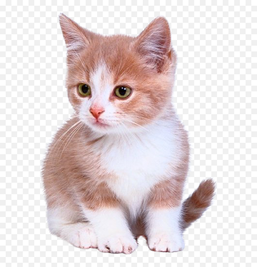 Bengal Cat Kitten Puppy Dog Cuteness - Cute Cat Png,Cute Cat Png