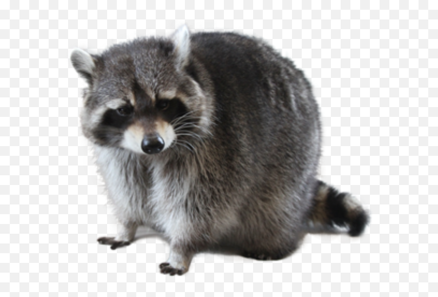 Raccoon Png Free Images Transparent - Transparent Background Transparent Raccoon,Raccoon Png