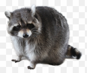 Raccoon Png Free Images Transparent - Transparent Background Transparent Raccoon,Raccoon Png