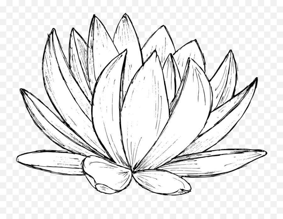 Lotus Drawing Vector Svg Png - Lotus Draw Png,Lotus Png