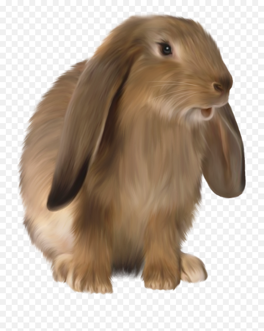 Cute Brown Bunny Png Picture With Images Zajac - Brown Bunny Png,Bunny Clipart Png