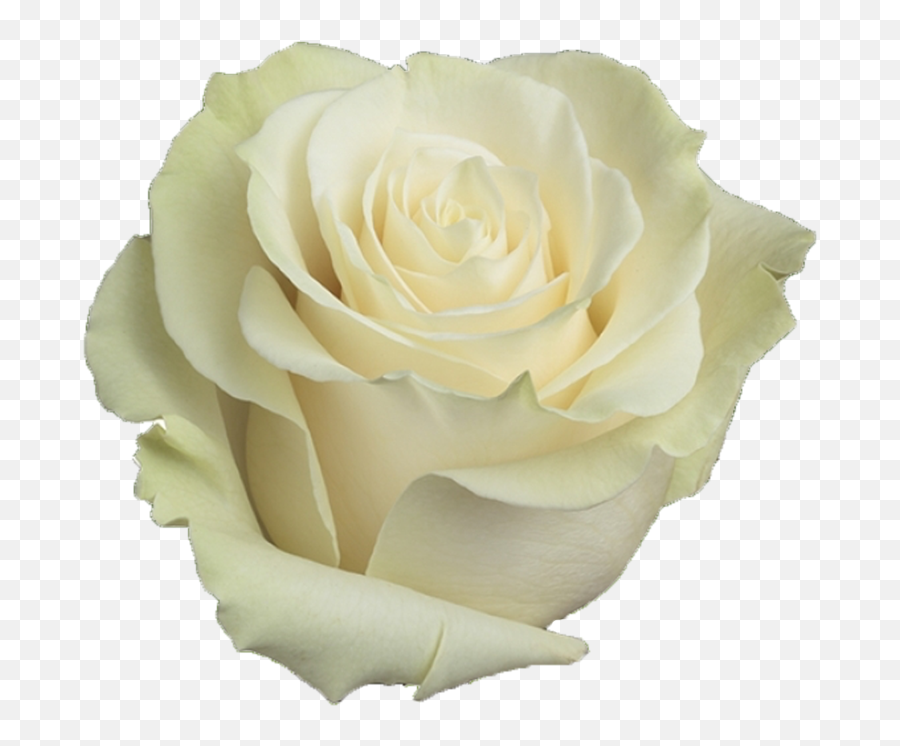 Mondial - White Rose White Mondial Rose Png,White Roses Png