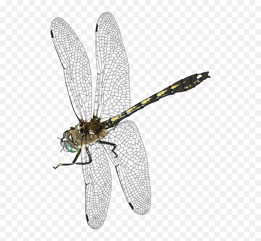 Flydragonflynet Winged Insects Png Clipart - Royalty Free Dragon Fly Png,Insects Png