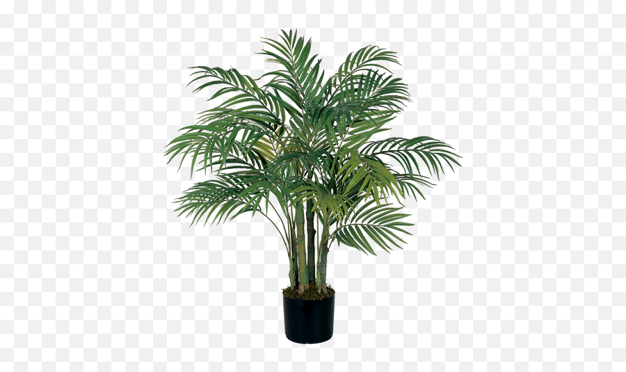 3 Areca Silk Palm Tree - Areca Palm Tree Png,House Plant Png