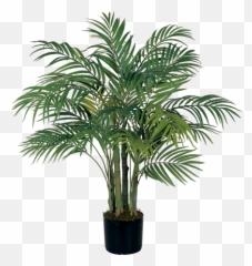 3 Areca Silk Palm Tree - Areca Palm Tree Png,House Plant Png