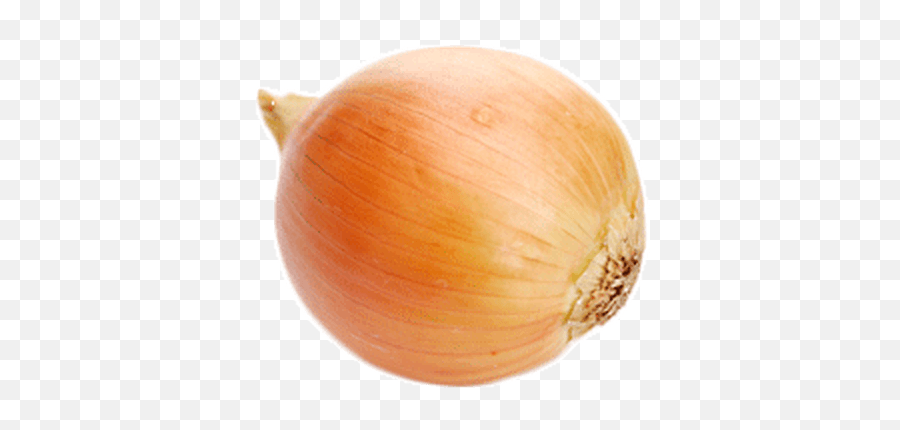 Download Single Onion - Onion Transparent Png,Onion Transparent Background