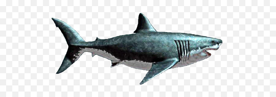 Collection Of Free Shark Transparent Meg 522736 - Png Megalodon Png,Shark Transparent Background