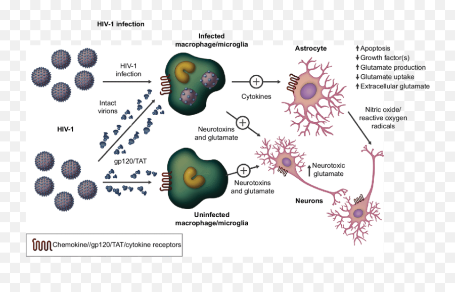 Download Figure S1 Hiv Infection In The Central Nervous - Diagram Png,Neuron Png