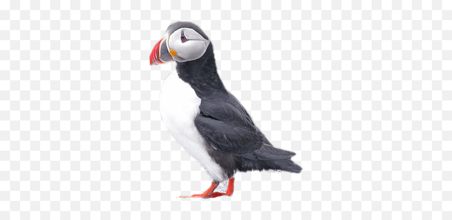 Puffin Transparent Png - Atlantic Puffin,Puffin Png