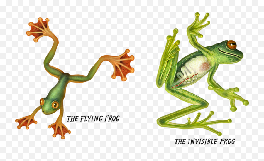 Red - Flying Frog Png,Crazy Frog Png