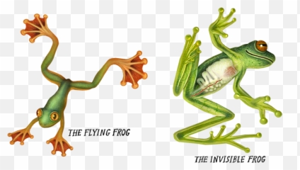 Red - Flying Frog Png,Crazy Frog Png