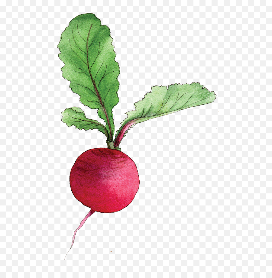 Png Images Transparent Background - Transparent Radish,Radish Png