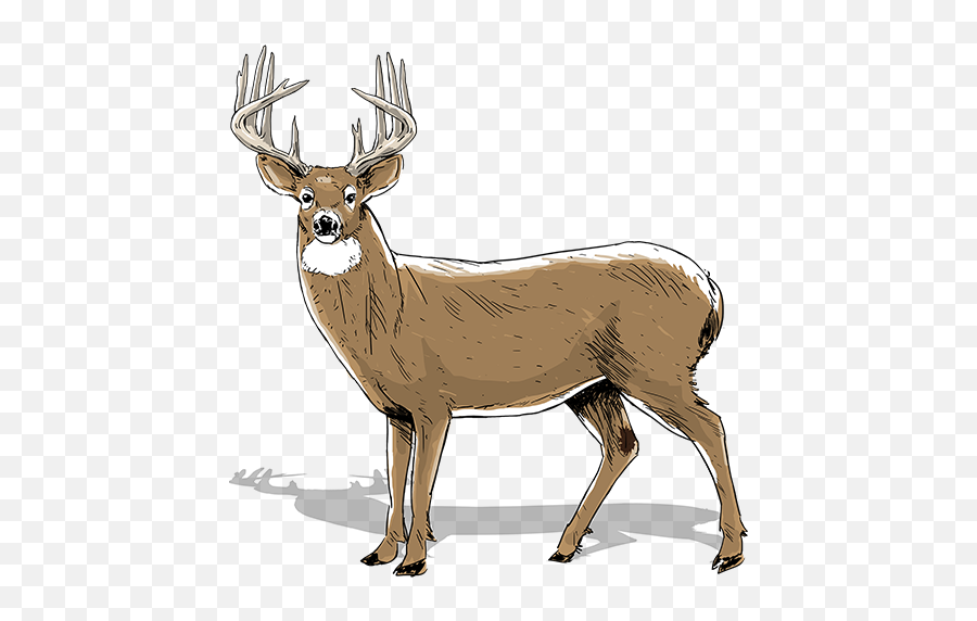 How To Age Bucks Realtree Camo - 2 Year Old Buck Png,Deer Transparent Background