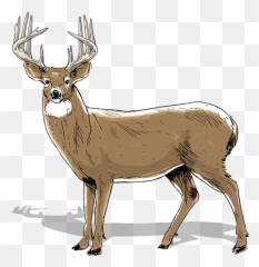 How To Age Bucks Realtree Camo - 2 Year Old Buck Png,Deer Transparent Background