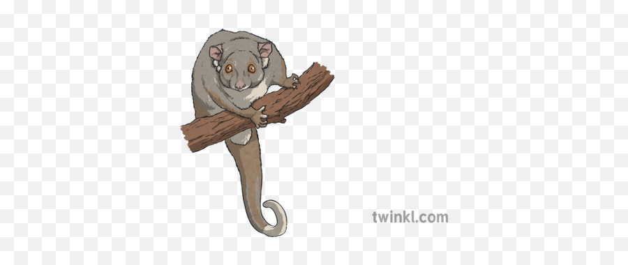 Ringtail Possum Illustration - Twinkl Possums Twinkl Png,Possum Png