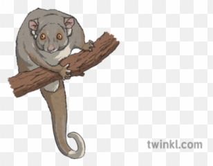 Ringtail Possum Illustration - Twinkl Possums Twinkl Png,Possum Png
