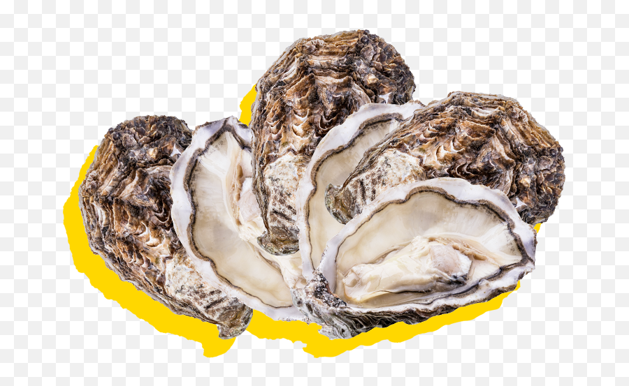 About Silver Lining Diner - Tiostrea Chilensis Png,Oysters Png