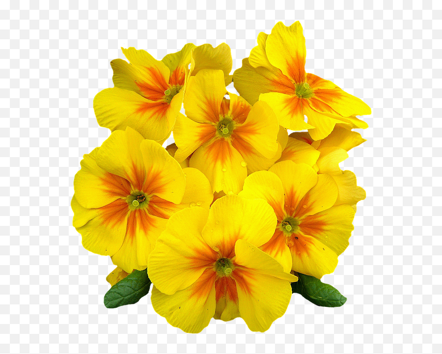 Pixabay - Beautiful Yellow Flowers Png,Spring Flowers Png
