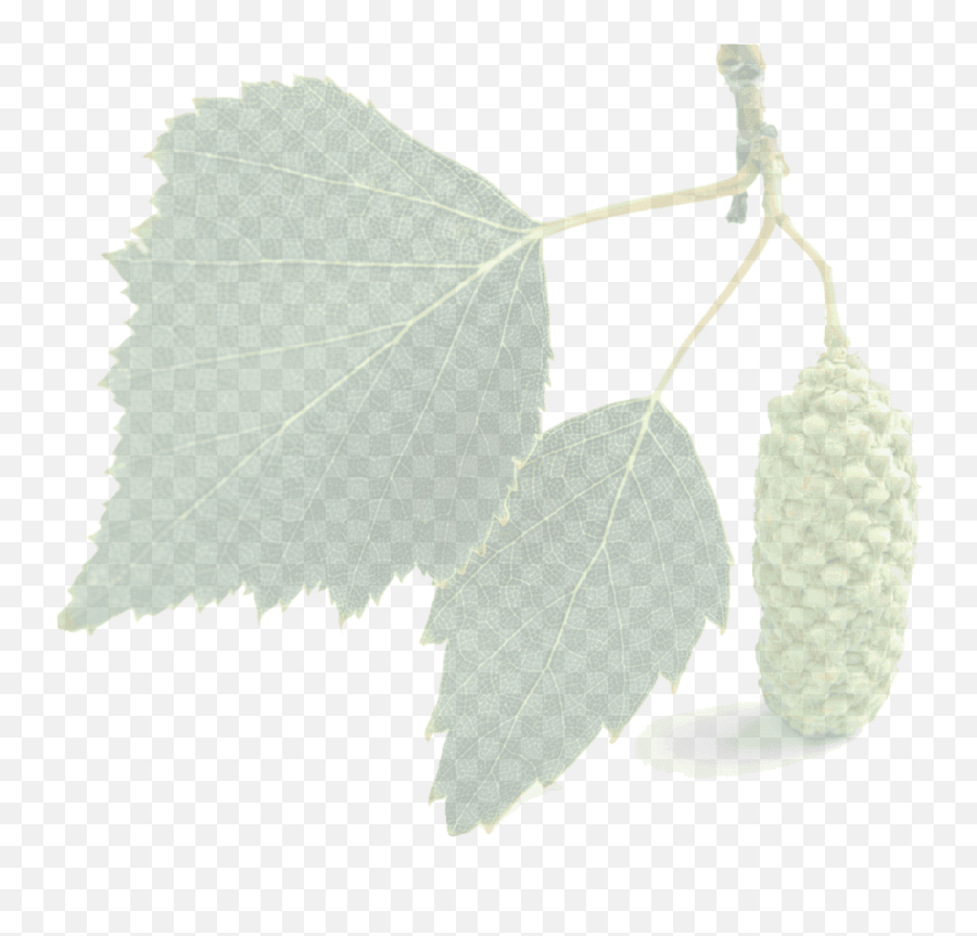 Index Of Images - Canoe Birch Png,Birch Tree Png