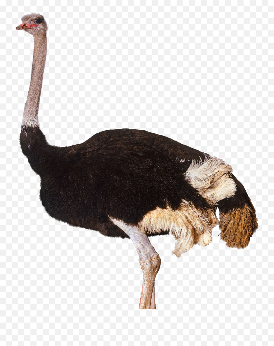 Ostrich Png Images Free Download - Ostrich Png,Ostrich Png