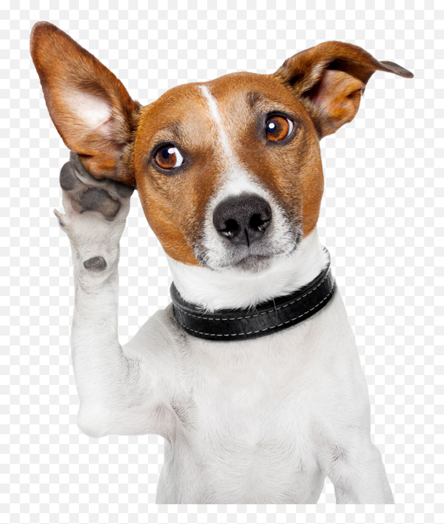 Dog With Transparent Background Free - Dog With Ear Up Png,Dog Filter Png