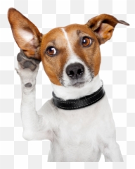 Dog With Transparent Background Free - Ear Up png
