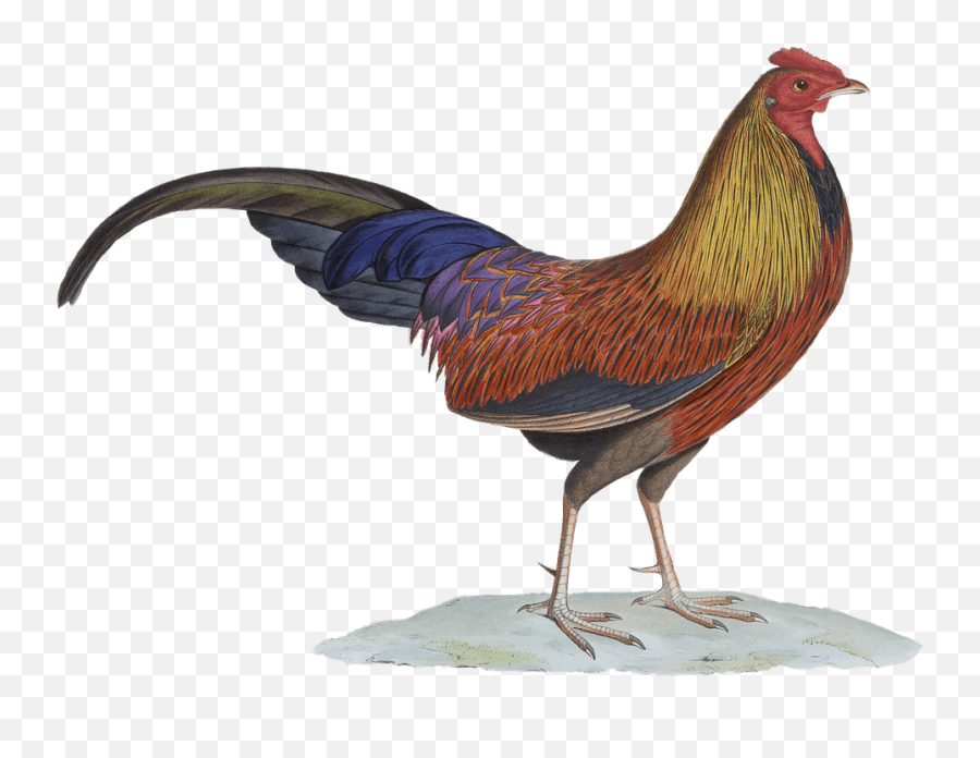 Rooster Drawing Transparent Png - Rooster,Rooster Png