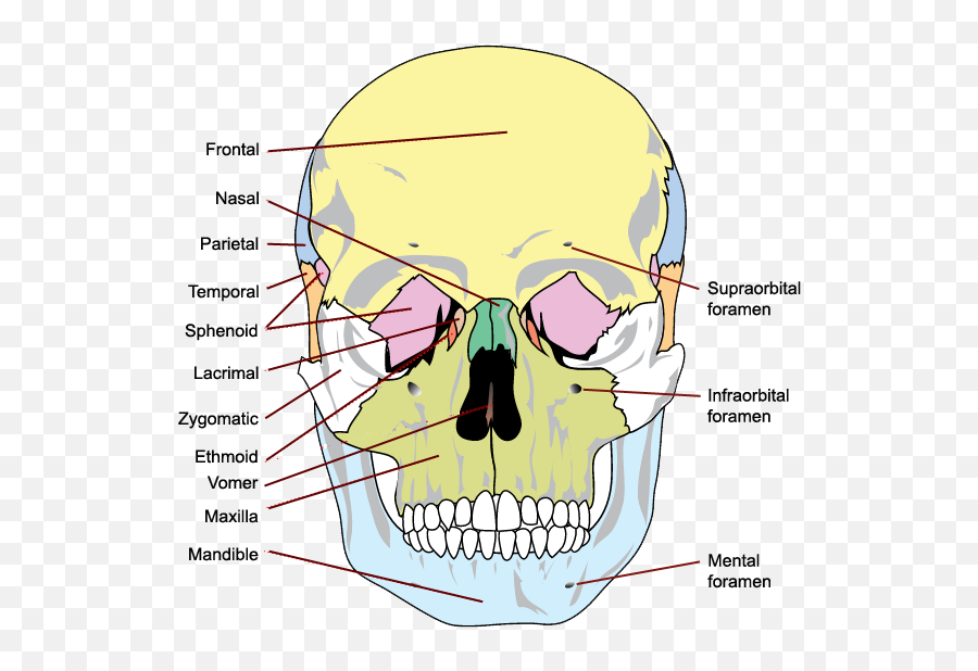 Skull Png And Bones