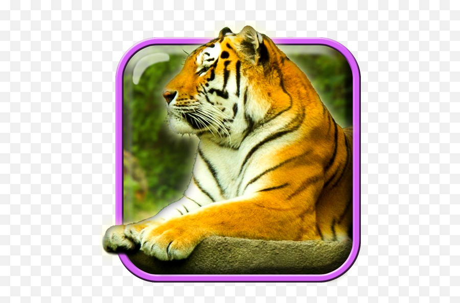 Tigers Live Wallpaper - Bengal Tiger Png,Bengal Tiger Icon