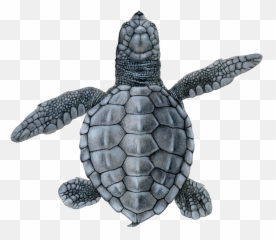Olive Ridley U2014 Upwell - Olive Ridley Png,Ridley Png