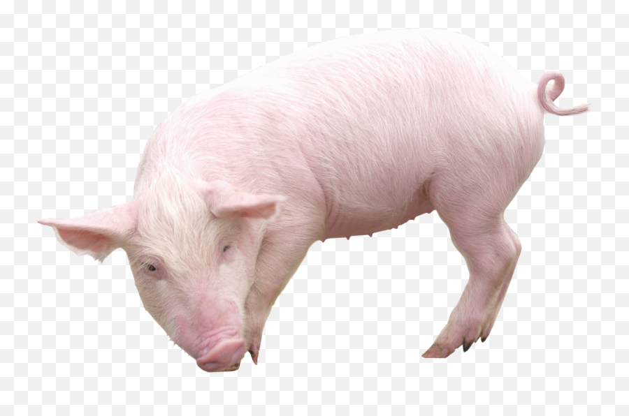 Sideview Png Image Pork